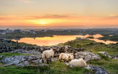 Terre brûlée au vent des landes de pierre…