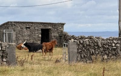 (Jour 8) Aran Islands : la croisière s’amuse